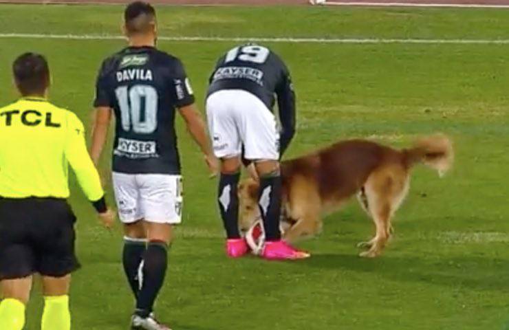 fido raggiunge palla calcio