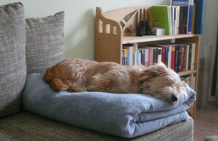 Cane riposa sulla coperta