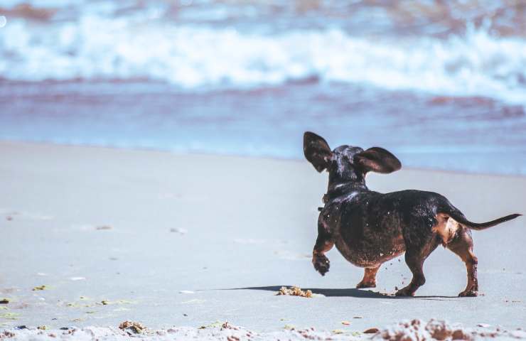 Cane si avvicina al mare