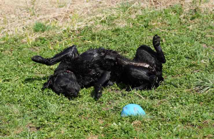 Cane rotola nell'erba