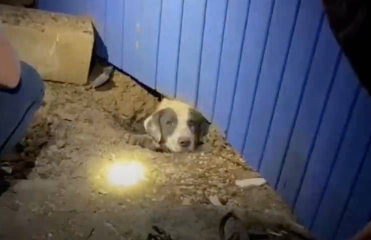 cane piccolo operazione salvataggio 