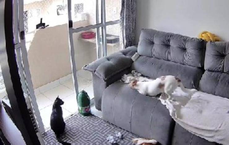 cane rovina divano
