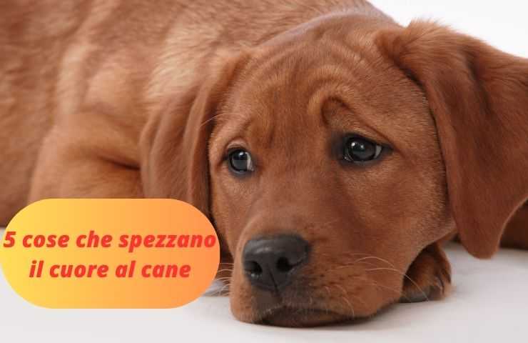 Cose da non fare al cane