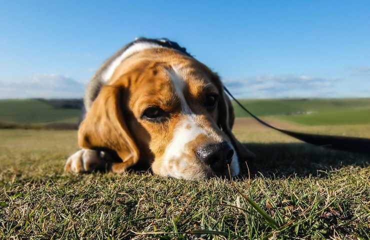 Cane triste al guinzaglio