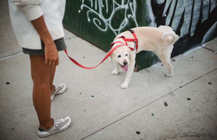 Cane urina vicino al muro