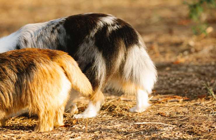 Cani con la coda abbassata