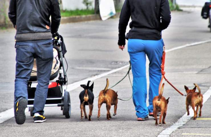 rapitori segnalazioni animali domestici 