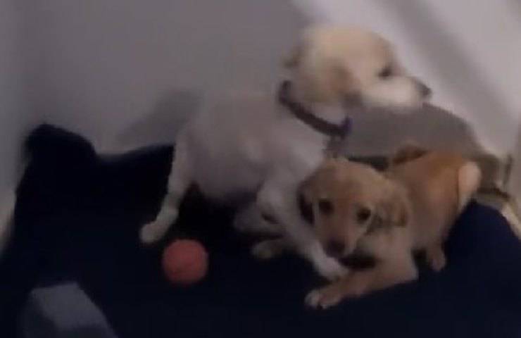 Cani scappano da palla
