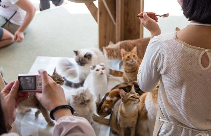 Cat cafe