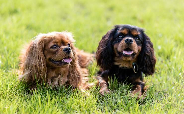 cavalier king charles