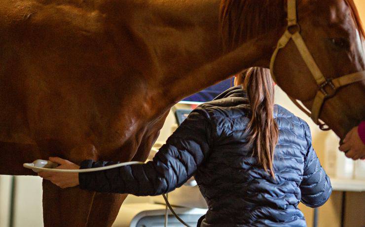 cavallo e controlli