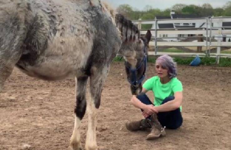 Cavallo che ascolta musica video