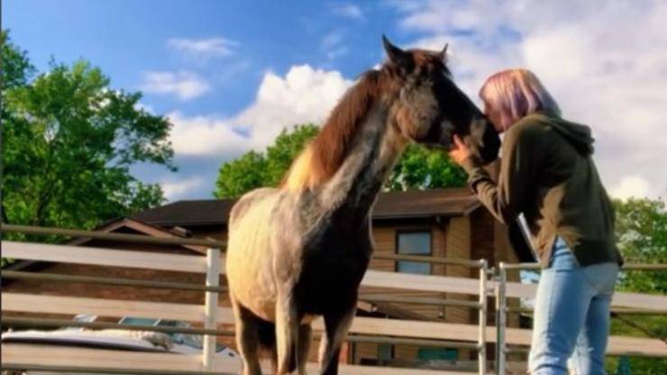 cavallo ascolta musica reazione