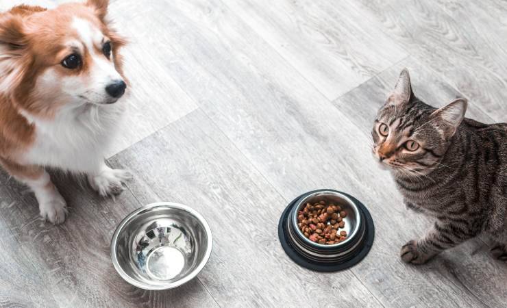 cibo per cani e gatti
