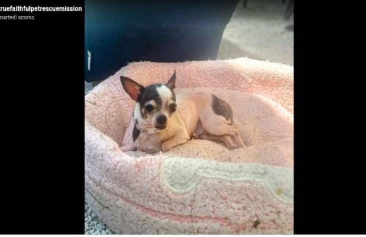 Cuccioli di Chihuahua anziani abbandonati e malati trovano rifugio