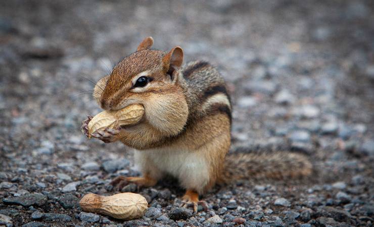 chipmunk