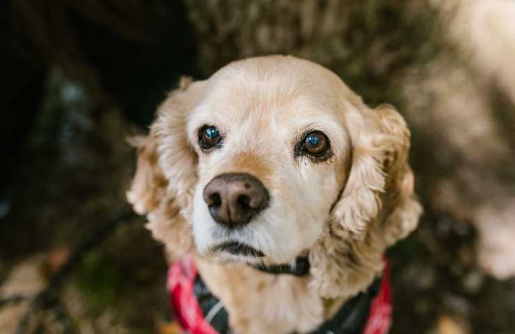 Cocker Spaniel 