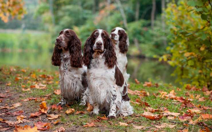 3 cocker spaniel inglese