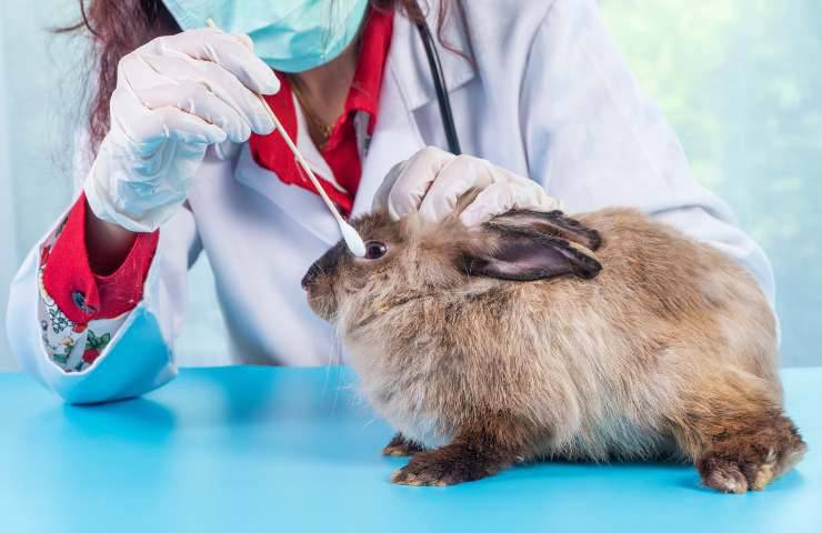 Conejo en el veterinario 