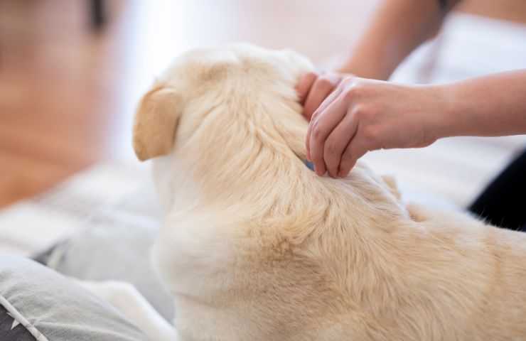 Controllare il cane