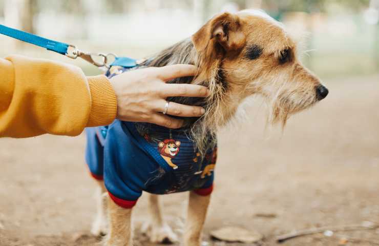 Controllo cane a passeggio