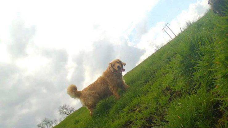 cane scappa di casa per tornare da ex proprietari