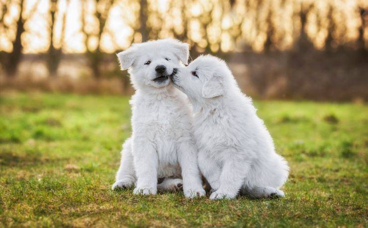 Due cuccioli di pastore svizzero bianco