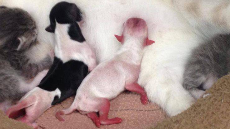 cuccioli di cani adottati da gatto