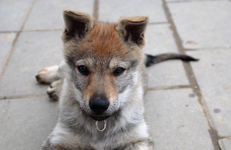 cane abbandonato padrona fuggita 