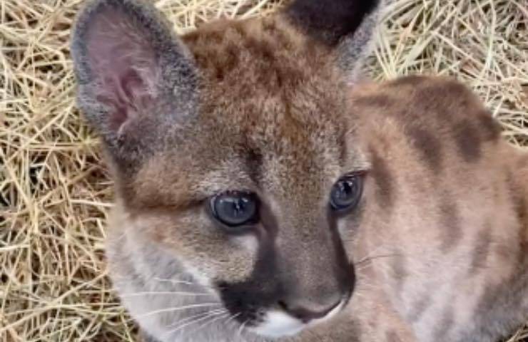 puma sguardo cucciolo bioparco 