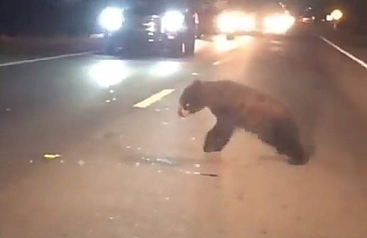 Il figlio è ferito in mezzo alla strada : mamma orsa cera di portarlo via
