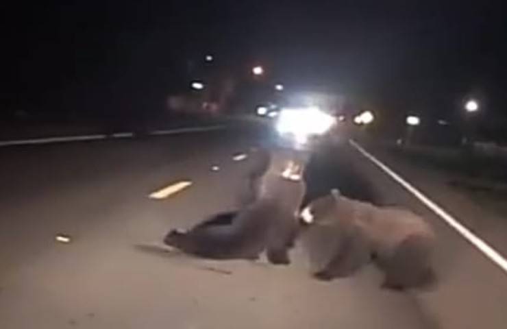 Il figlio è ferito in mezzo alla strada : mamma orsa cera di portarlo via