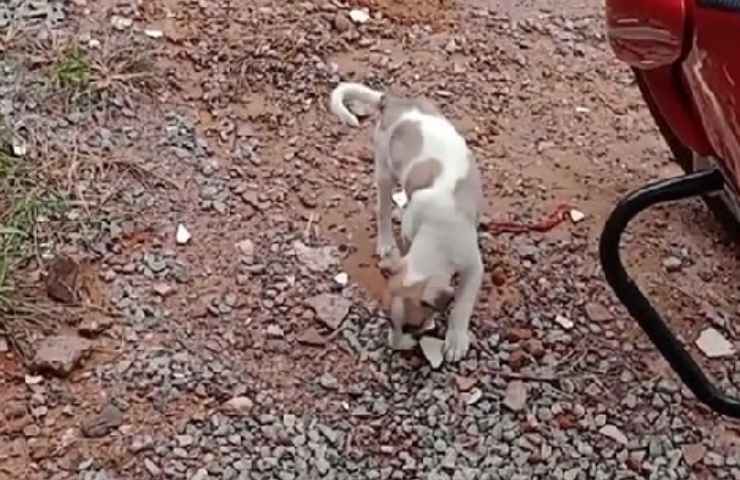 uomo salva cane che sta per essere investito