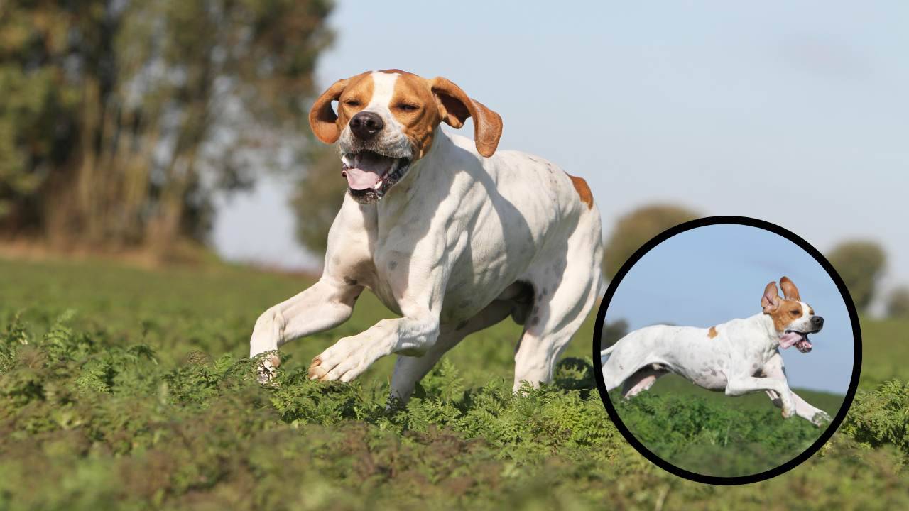 Pointer Razza Curiosità sul Pointer inglese: informazioni e suggerimenti utili sulla ...