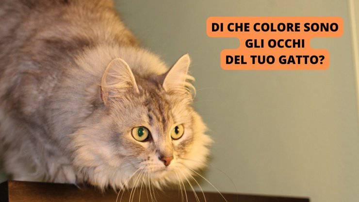 Gatto pronto a saltare 