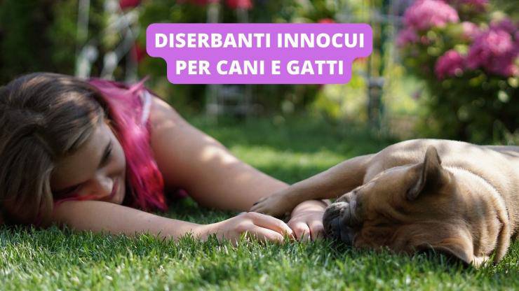 ragazza e cane sull'erba 