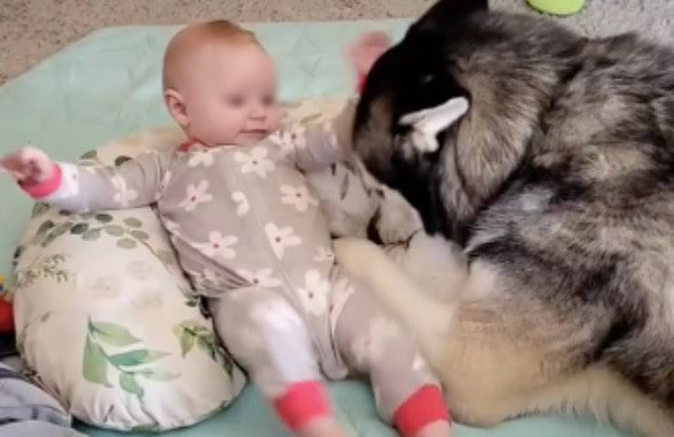 husky dolci tenerezze infante
