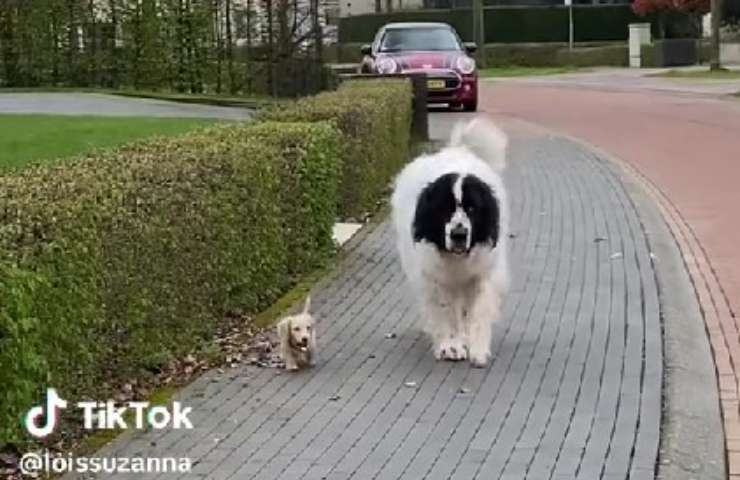 tiktok perro grande y pequeño