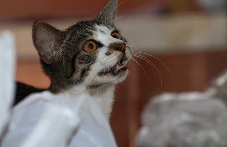 Felino guarda e miagola