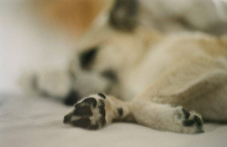 cagnolino strada ferito aiuto