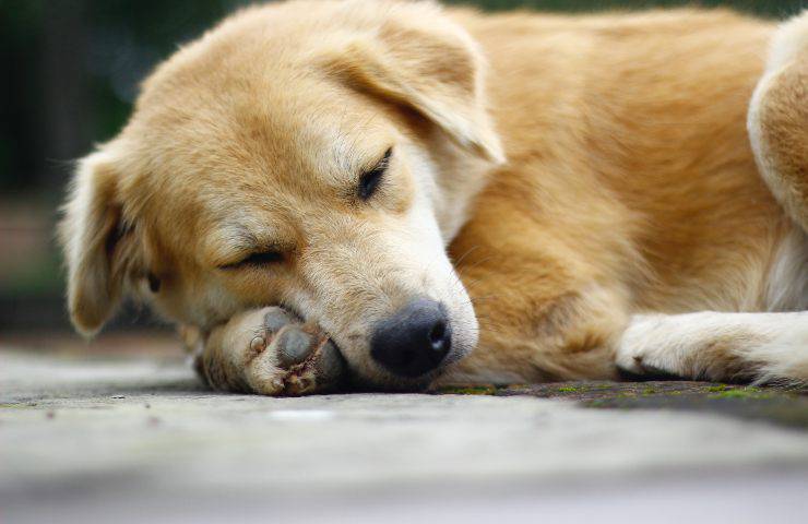 cane agonizzante ferito strada