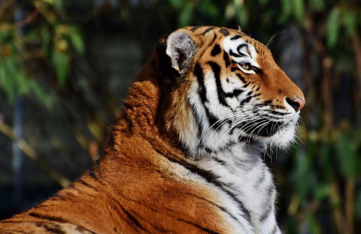 tigre calciatore polemica animalisti