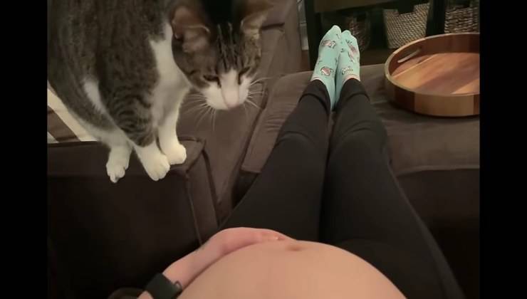 Il gatto scopre che la sua mamma umana aspetta un bambino
