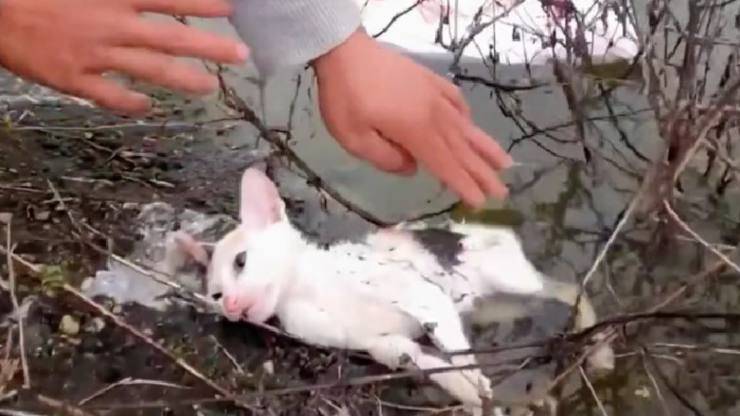 gattino trovato in riva al fiume