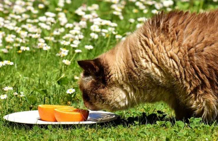 El gato huele la naranja.