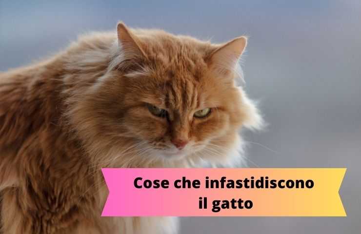 Gatto arrabbiato 