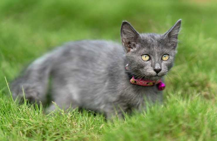 Gatto con collare con campanello