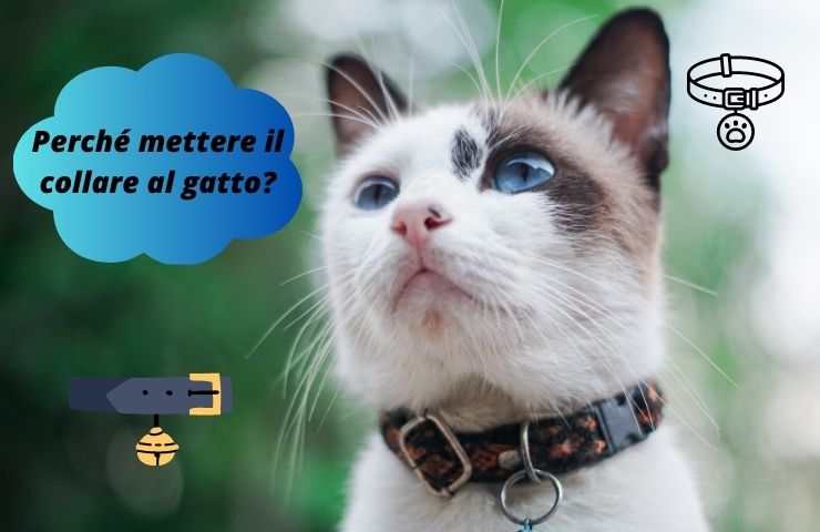 Gatto con il collare