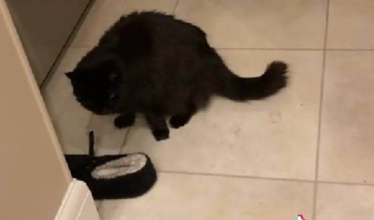Gatto con pantofola