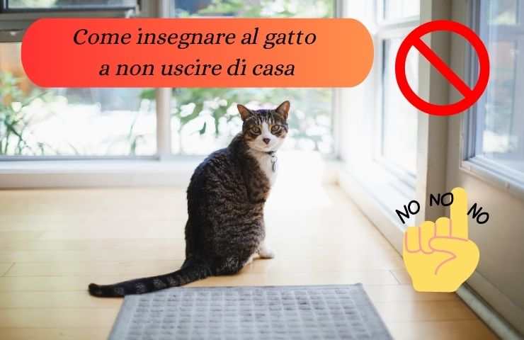 Gatto davanti alla porta